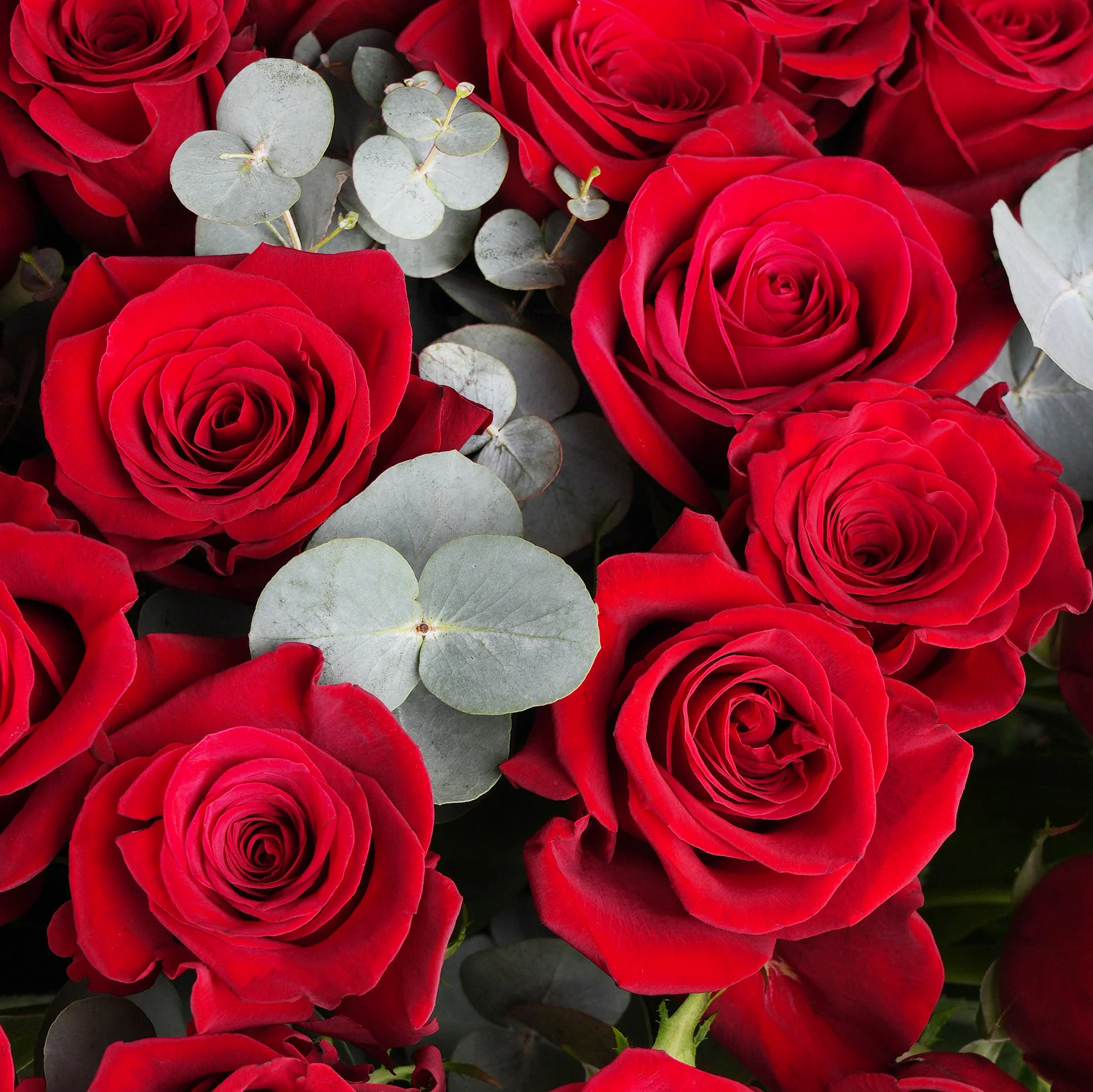 12-red-roses-2.png