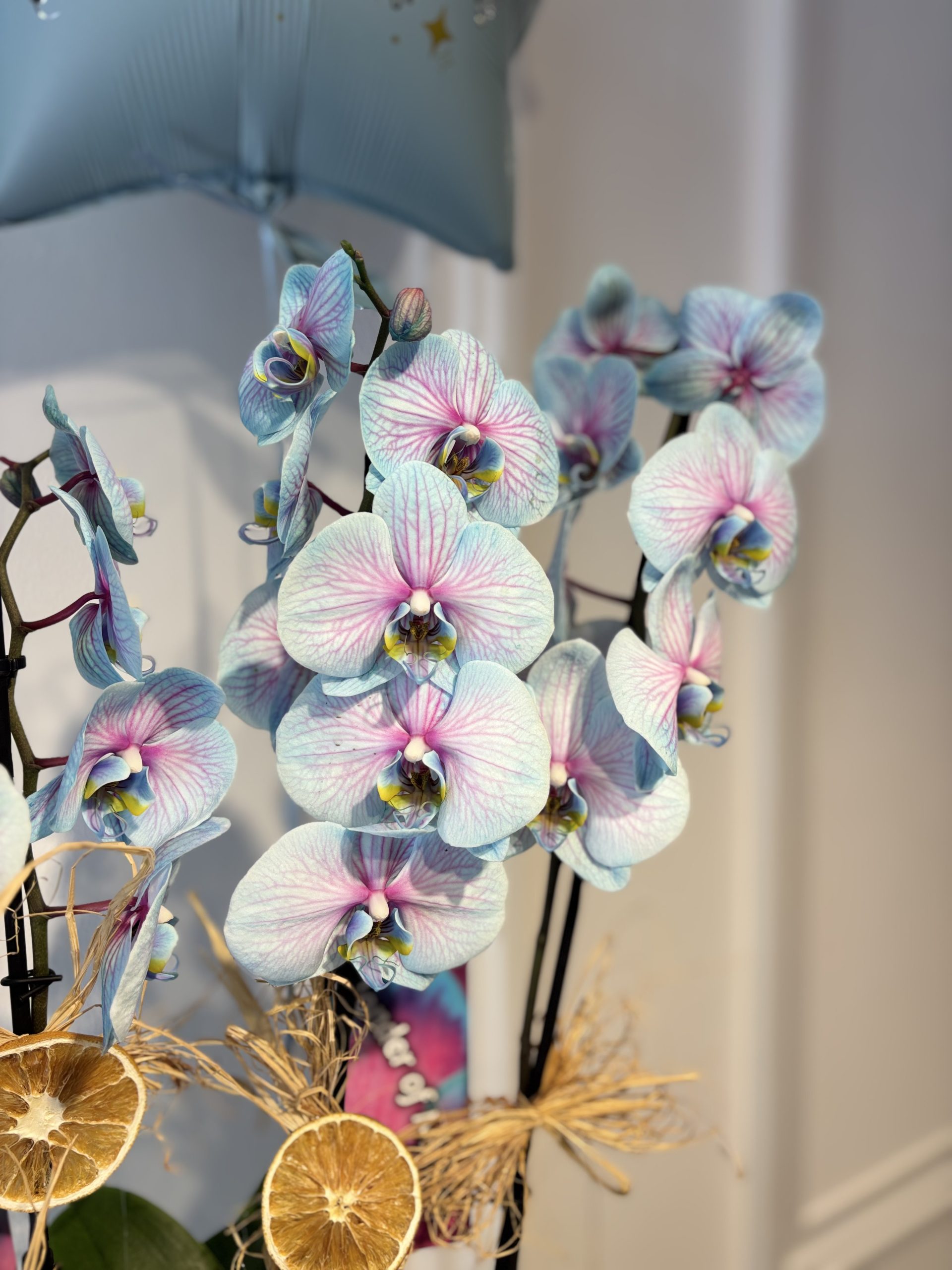 Luxury-Blue-Orchid-Harmony-scaled-1.jpeg